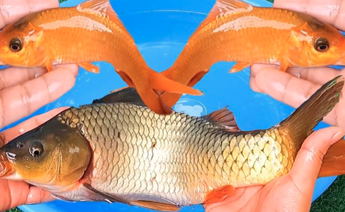 Cá Chép Số Mấy Mang Về Nhiều Tài Lộc, May Mắn Kubet?