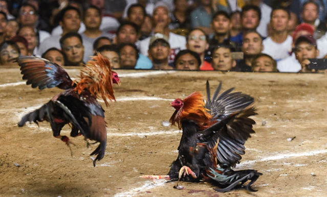 Đá Gà Cựa Sắt Kubet – Mãn Nhãn Với Sảnh Đấu Bùng Nổ 2025 Ku Casino